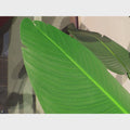 Decorative banana plants