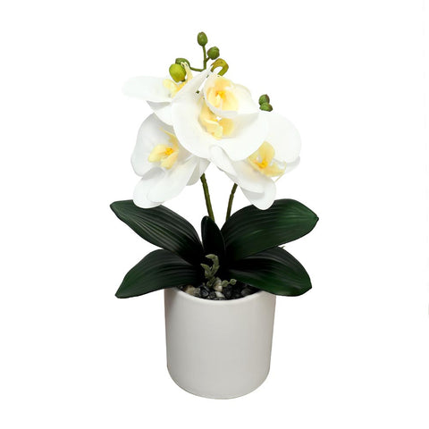 Potted Orchid Flower Arrangement