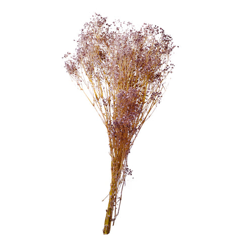 Dried Gypsophila Flowers