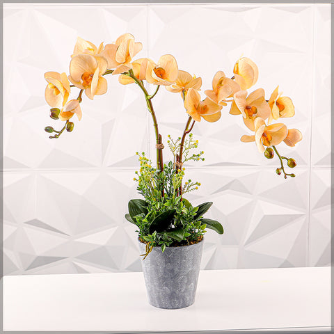 Potted Orchid Arrangement in Plastic Pots Yellow