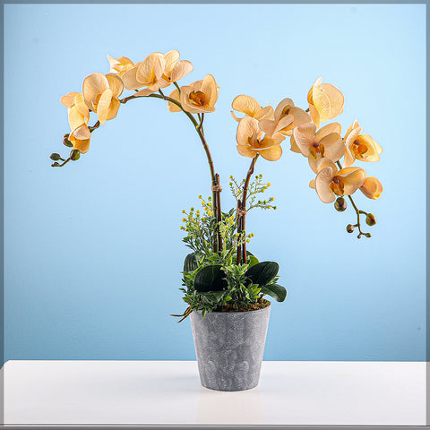 Potted Orchid Arrangement in Plastic Pots Yellow