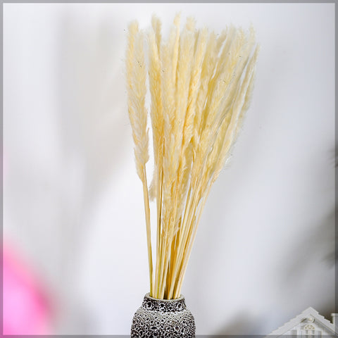 White Bunch Dried Pampas Grass