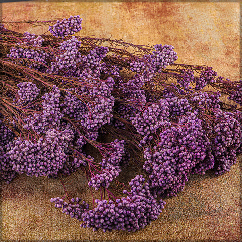 Preserved Rice Flower Bunch