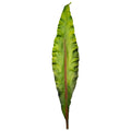 Rubberised Strelitzia leaf stem