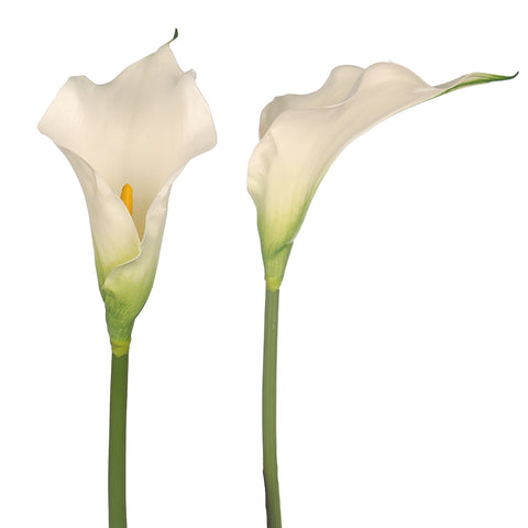 Artificial Calla Lily Flower Big Size