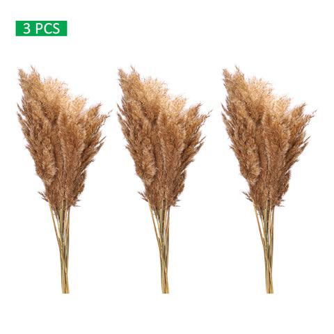 Small Size Dried Pampas Grass