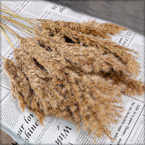 Small Size Dried Pampas Grass