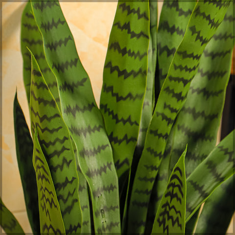 Artificial Snake Plant