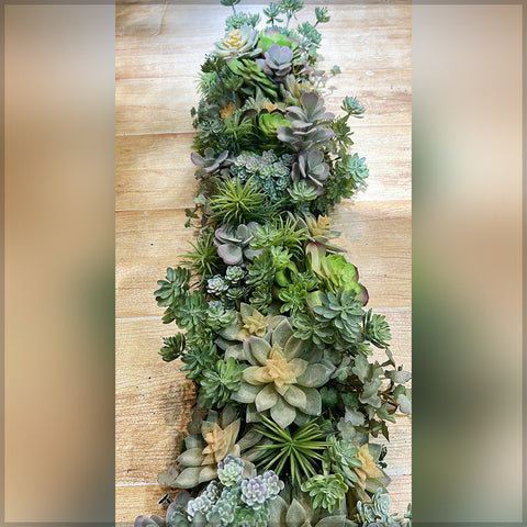 Succulent Plant Arrangement for Decoration