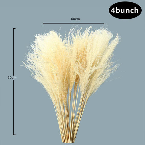 White Natural Dried Pampas Grass White 2 and 4 Bunches