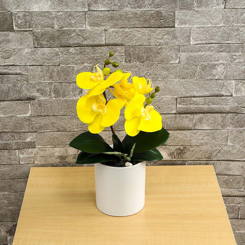 Potted Orchid Flower Arrangement