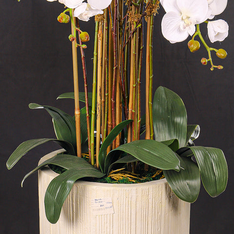 Natural Look Orchid Arrangements White