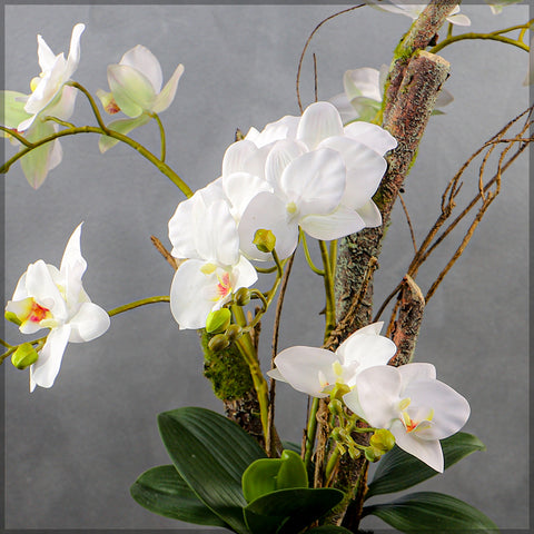 Orchid Flowers Arrangement White