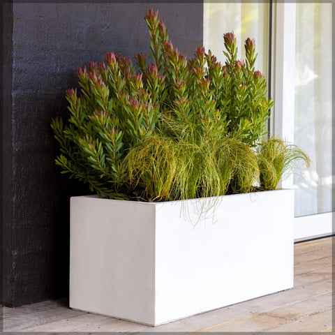 White Rectangular Concrete Pot