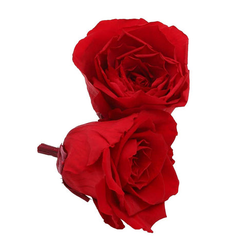 6CM Preserved Rose Flower