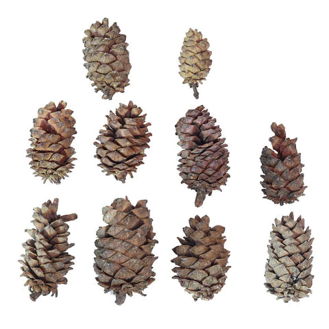 10PCS Natural Christmas Pine Cones