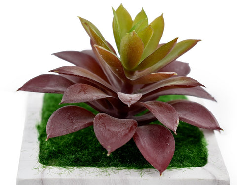 Artificial Potted Succulent Plant With Ceramic