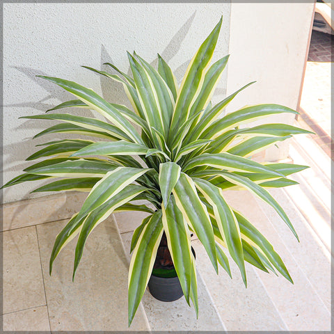 Artificial yucca pallida plant