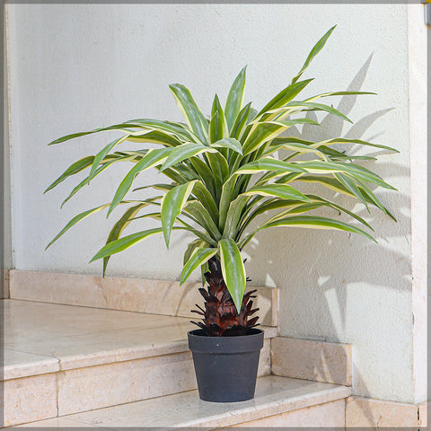 Decorative yucca pallida for stylish interiors