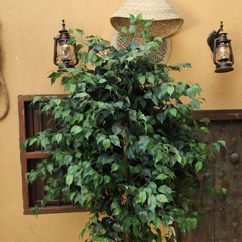 Realistic artificial ficus tree for spacious interiors