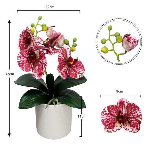 Potted Orchid Flower Arrangement